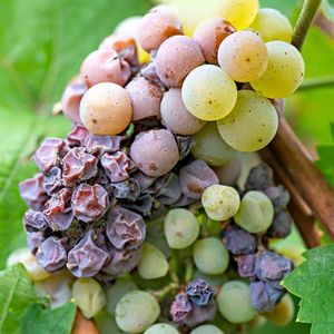 uploads/images/disease/grape-disease wilt.jpg